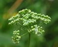 garden parsley,Ache